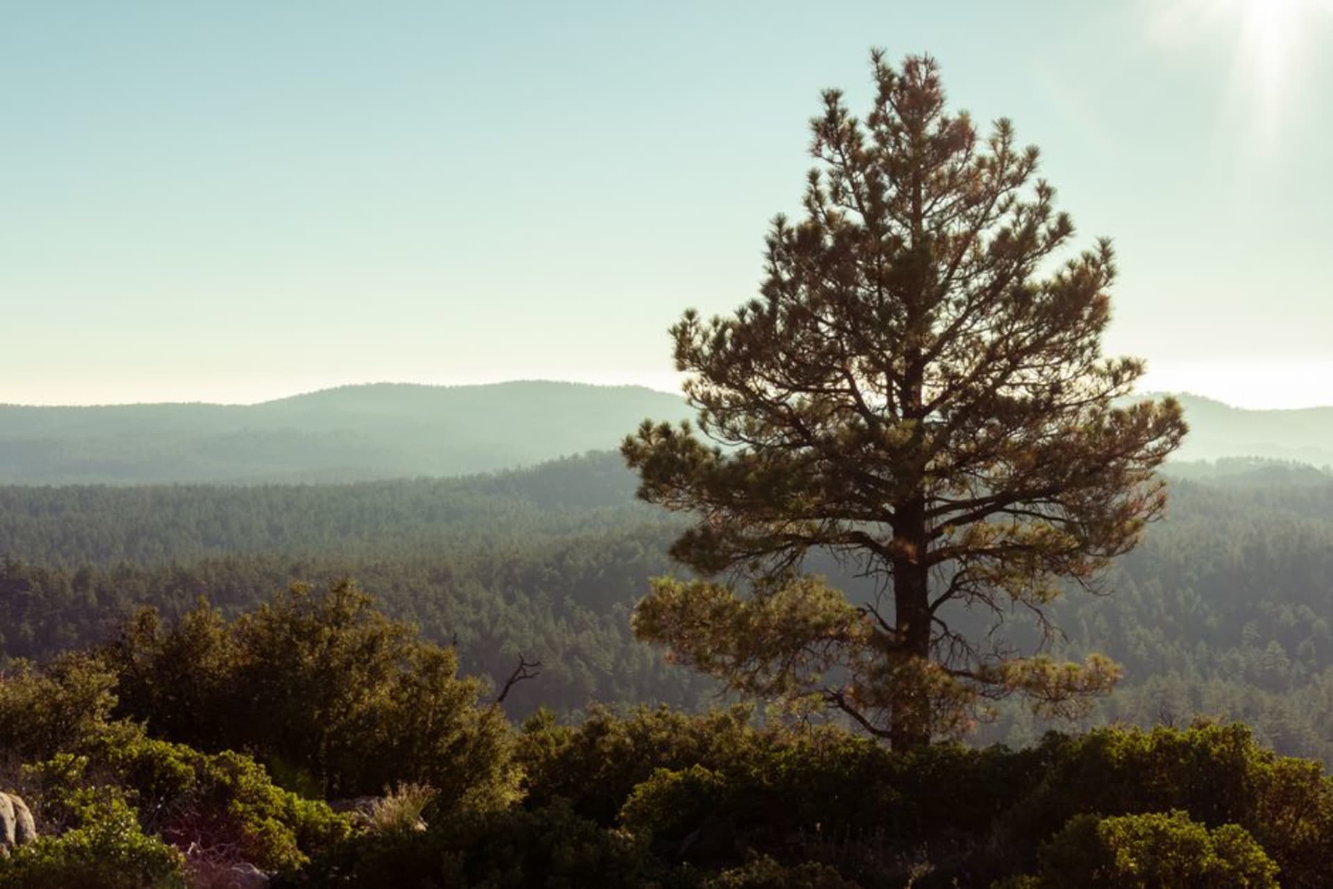 Granite peaks and Jeffrey pine forest of the Sierra de San Pedro Mártir under a wide blue sky, sunlit boulders scattered across the foreground