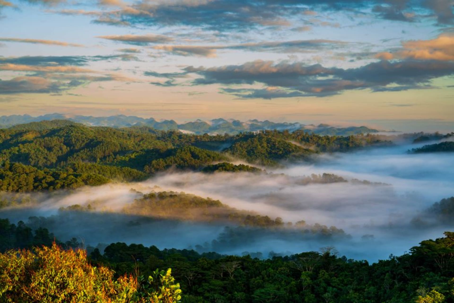 Mist drifting over green coffee terraces and forested ridges in the Sierra de Zongolica near Tequila, Veracruz
