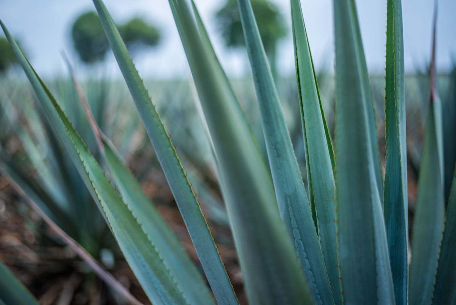 The blue agave fields of Jalisco covering the volcanic hillsides around the town of Tequila at golden hour, the rows of spiky blue-green plants stretching to the horizon, the Tequila volcano behind