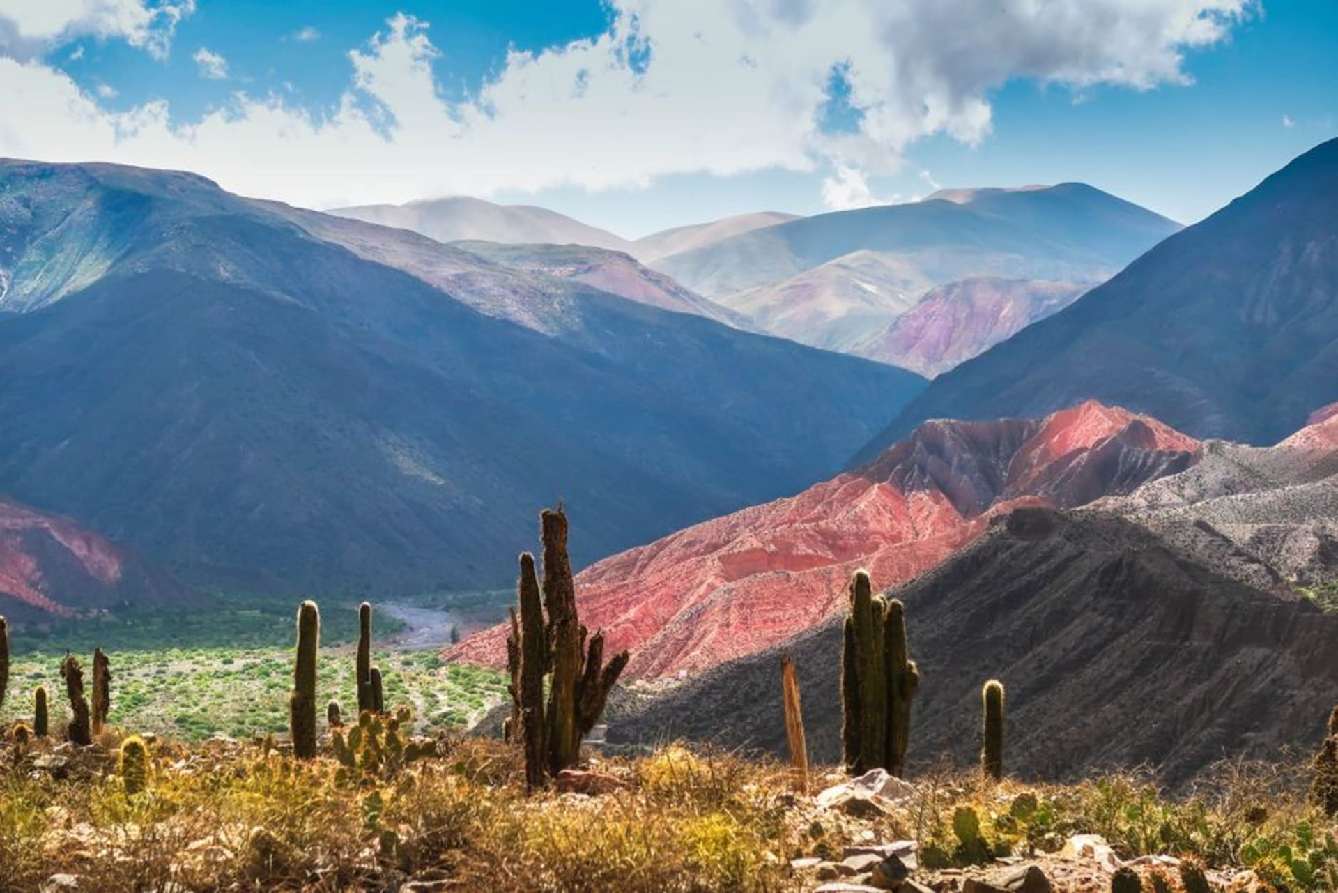 Giant tetecho candelabra cacti standing ten meters tall across a dry hillside in Zapotitlán de las Salinas, Puebla, beneath a flat white midday sky