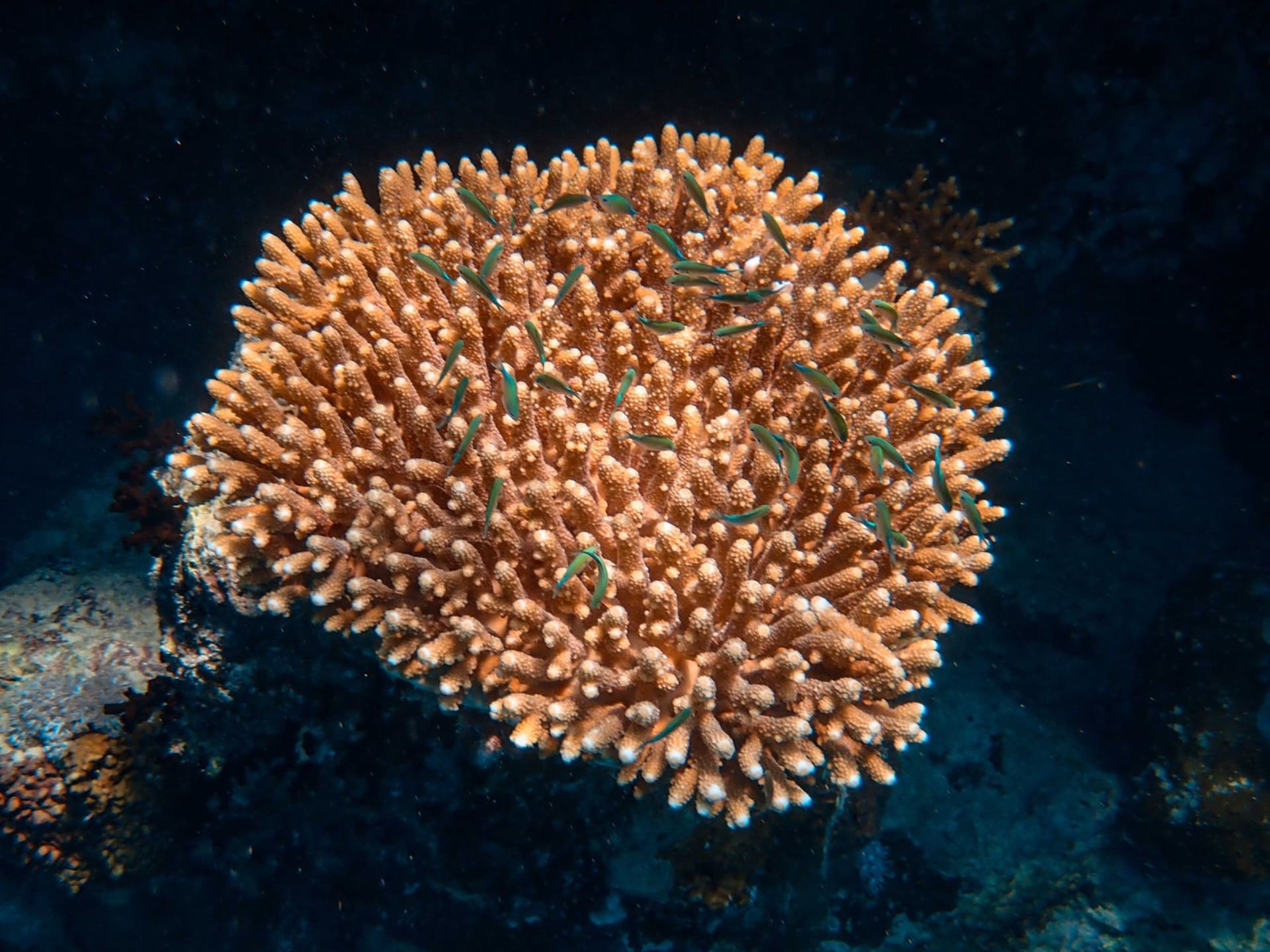 Close-up of a vibrant coral reef colony with small tropical fish swimming through it in clear Pacific waters, photographed by Francesco Ungaro