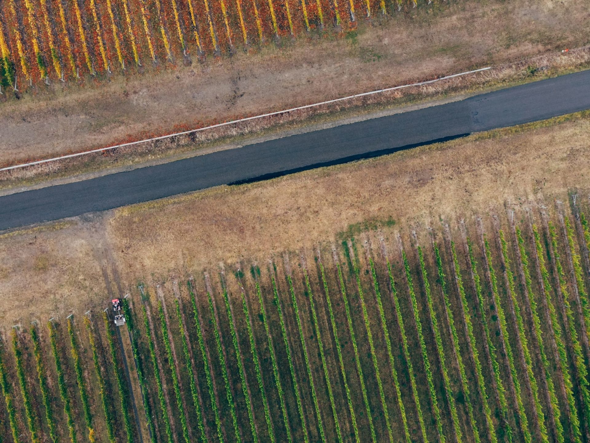 Drone shot of colorful vineyard rows with a road cutting through them in autumn, seen from above