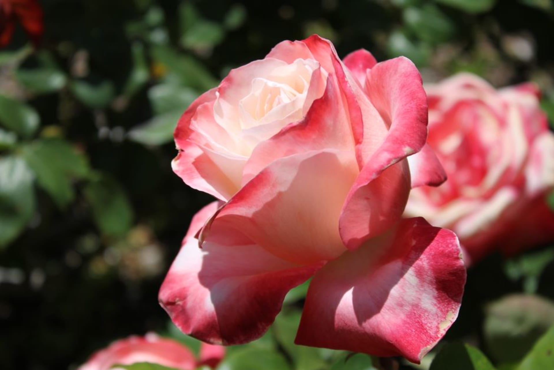 Rows of blooming rose bushes leading toward a white marble statue in the Princess Grace Rose Garden