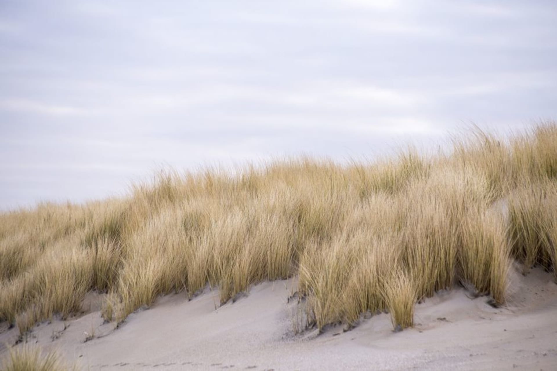Dunas de arena dorada de Mongol Els alzándose del pastizal esteparico en la provincia de Tuv cerca de Ulán Bator