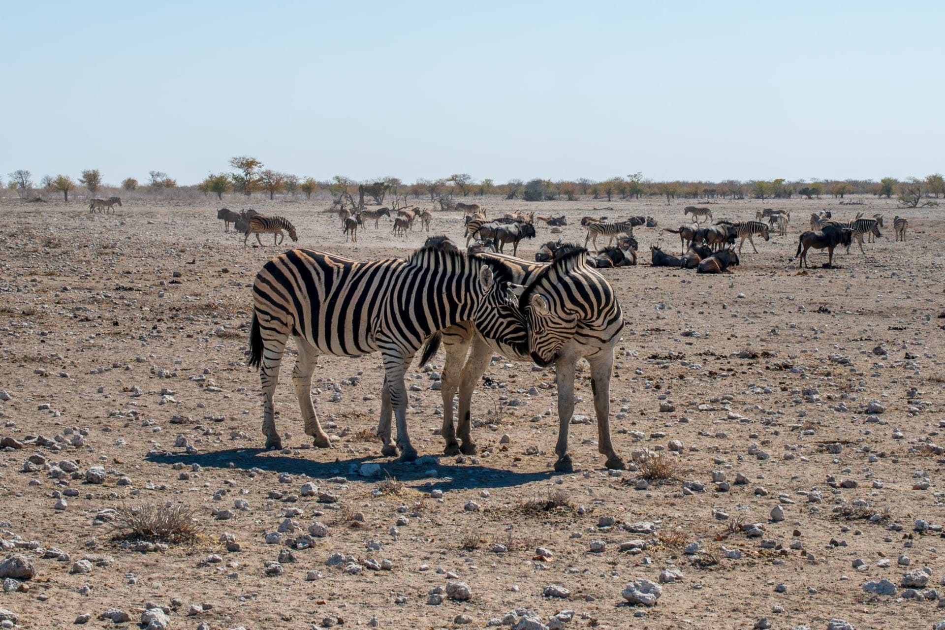 A vast white salt pan stretching to the horizon under a blinding Namibian sky, with a small herd of elephants silhouetted against the pale expanse near a muddy waterhole