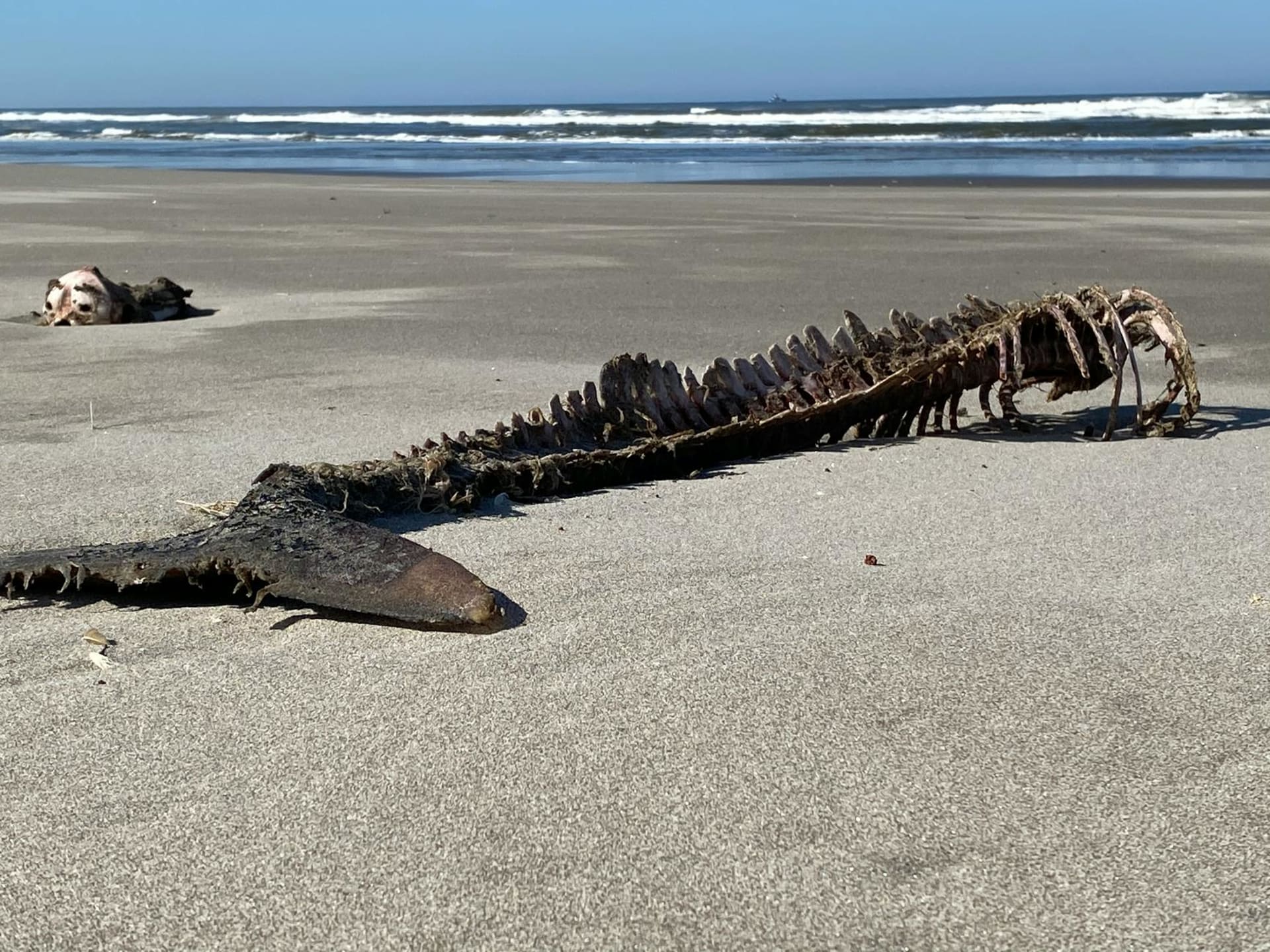A rusted shipwreck half-buried in orange desert sand along the Skeleton Coast, with dense Atlantic fog rolling in from the sea and a pale, diffused sky above