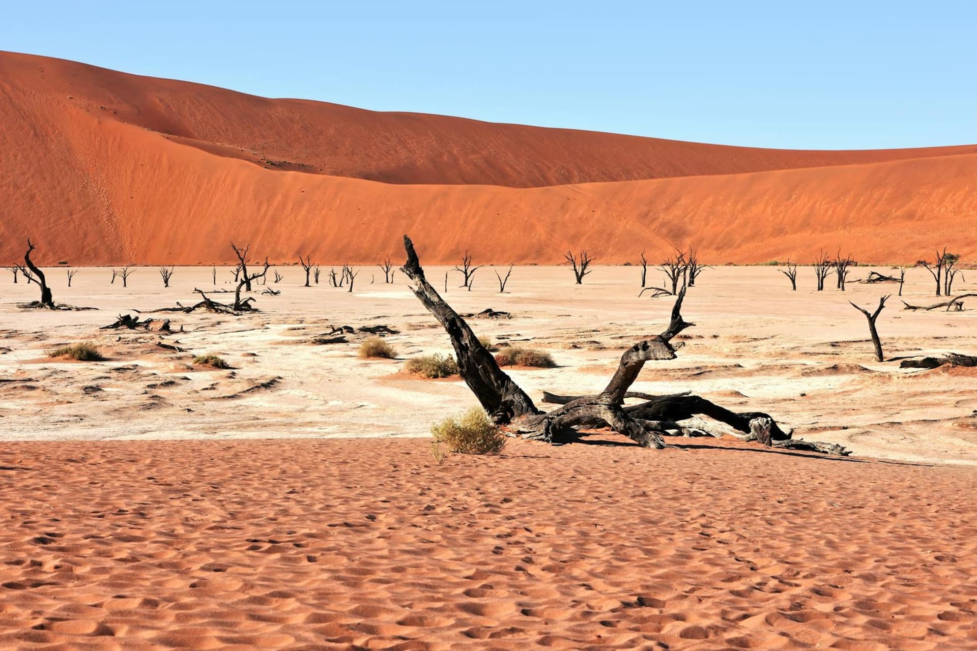 Towering burnt-orange sand dunes framing Deadvlei's blinding white clay pan, scattered with the black silhouettes of ancient dead camel thorn trees under a cobalt Namibian sky