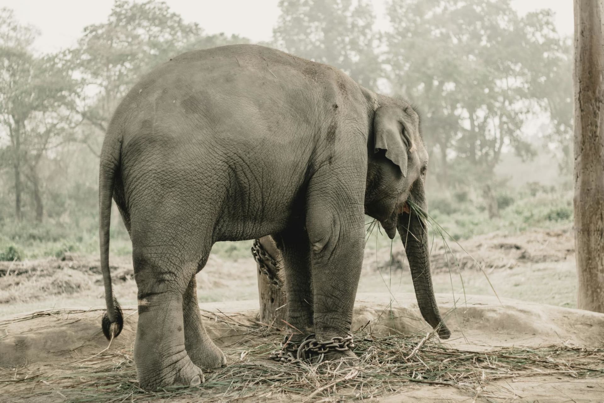 A one-horned rhino standing at the marshy edge of the Rapti River in Chitwan National Park, surrounded by tall elephant grass and dense sal forest at dawn