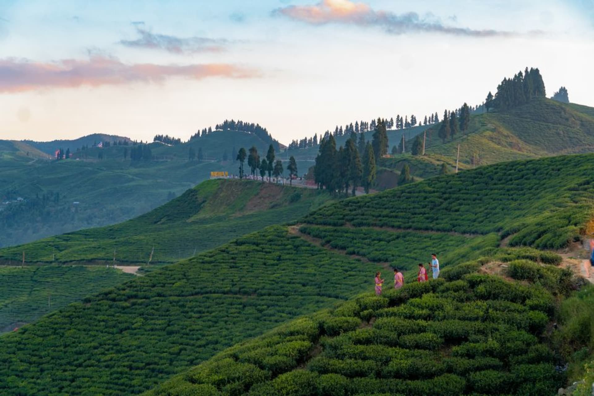Terraced tea gardens draped over rolling green hills in Ilam at dawn, mist pooling in the valleys between rows of tea bushes