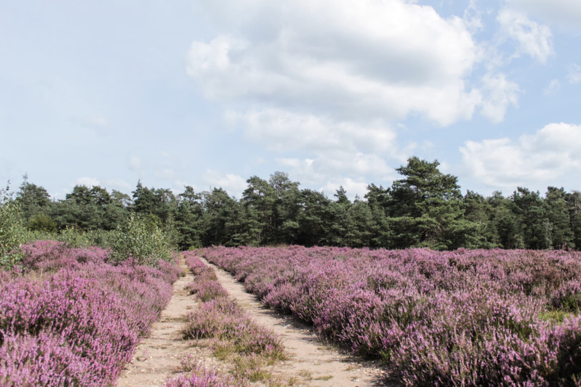 Golden heathland and scattered pines under a wide sky at Hoge Veluwe National Park