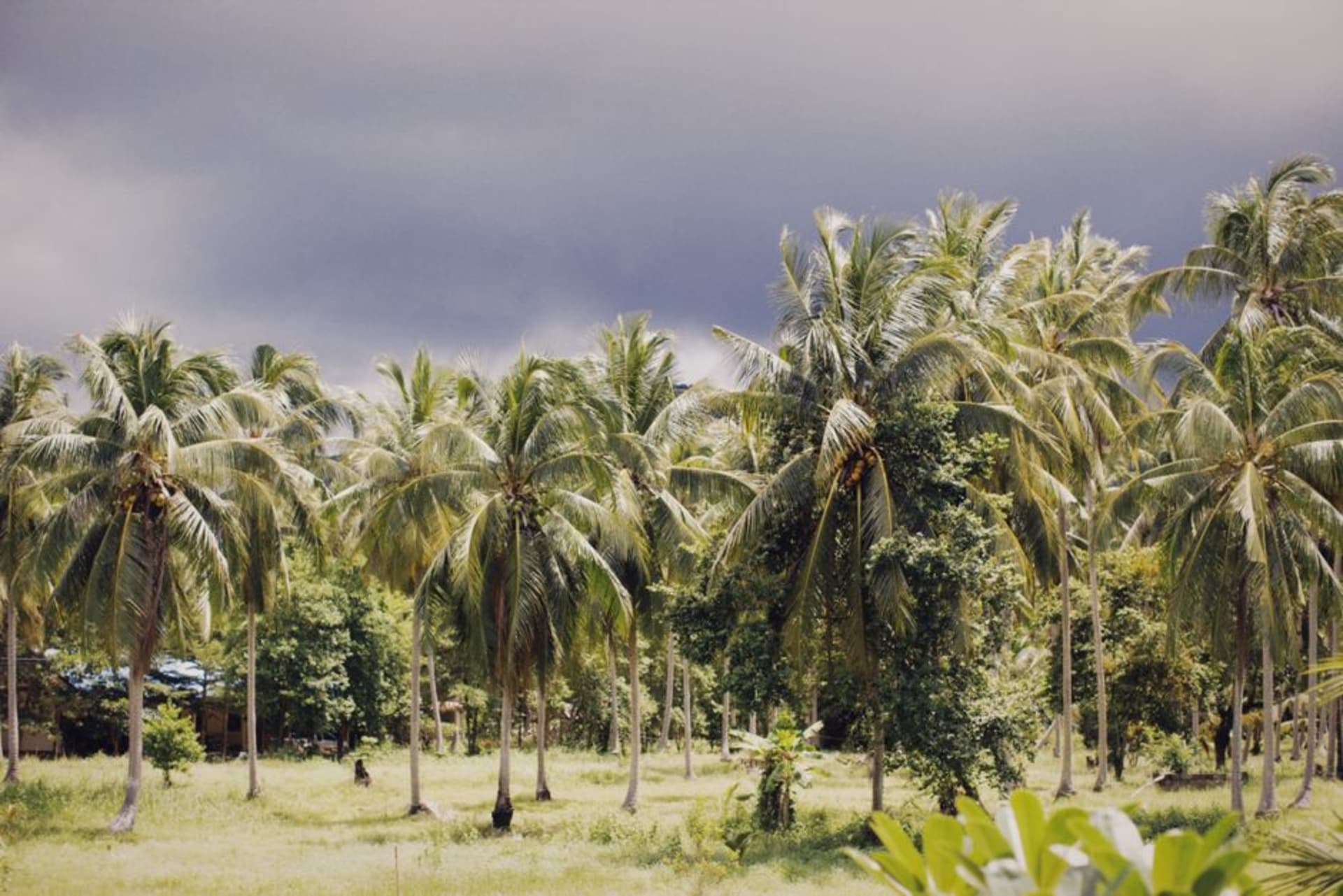 Lush green coconut plantations and forested hills above the coastal town of Poindimié on New Caledonia's east coast