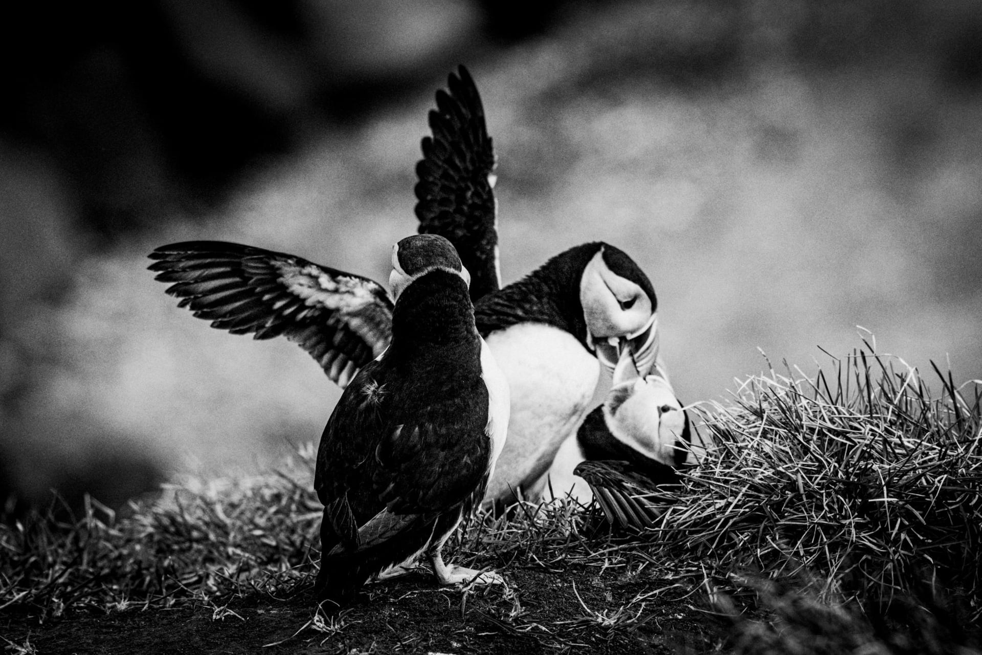 Two puffins with vivid orange beaks facing each other on a dark rocky cliff, black and white photograph