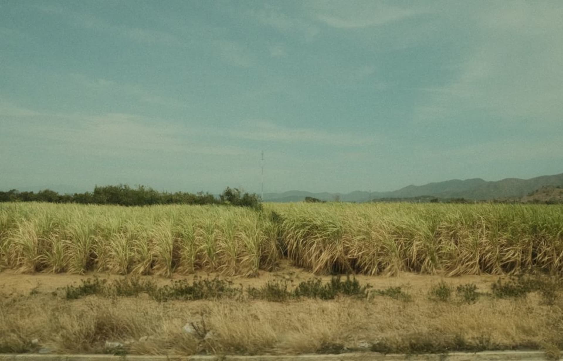 Campos de caña de azúcar que se extienden hacia el horizonte bajo un cielo brumoso de mediodía cerca de Chichigalpa