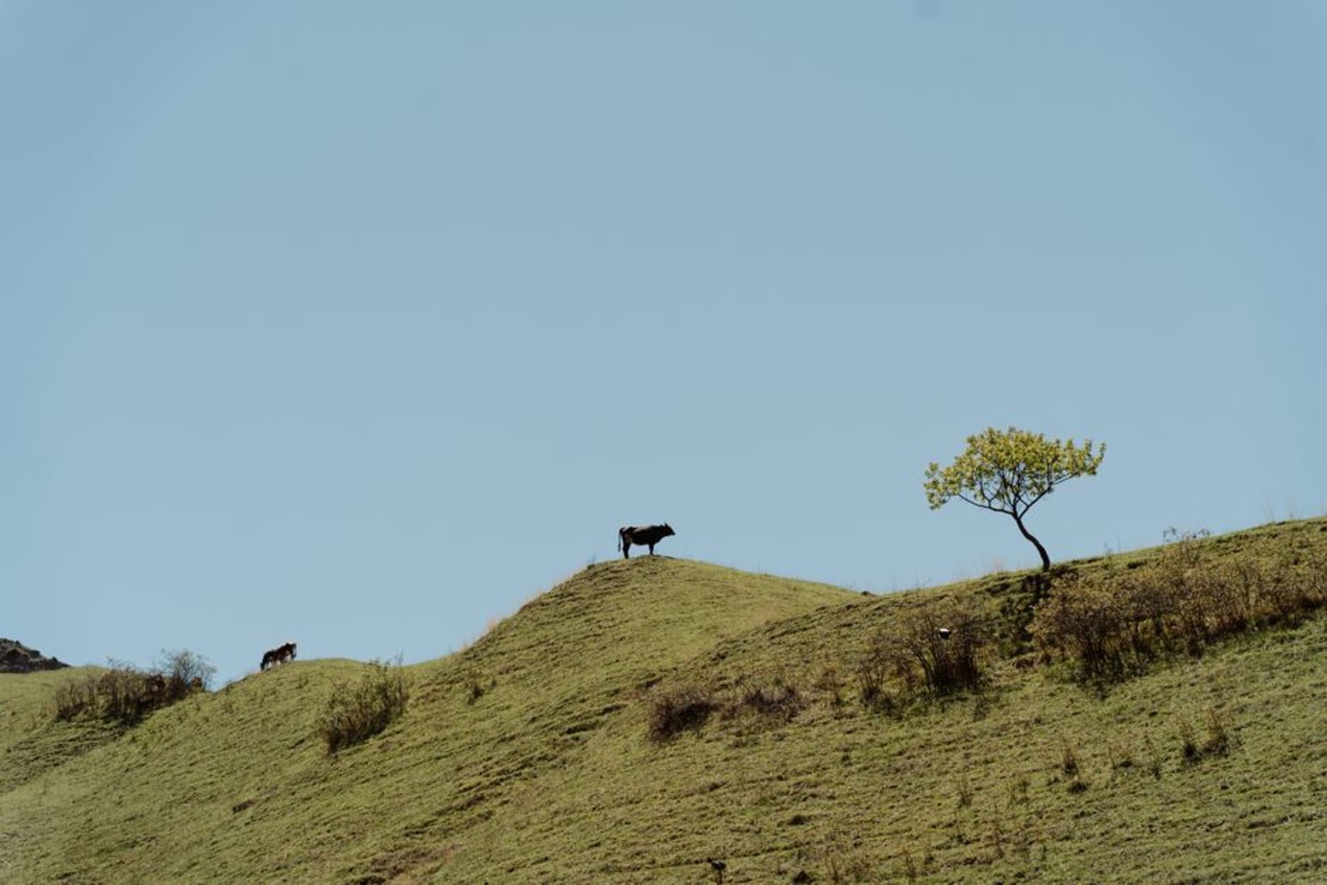 Des collines de savane verdoyantes et vallonnées parsemées de bétail dans la campagne de Chontales
