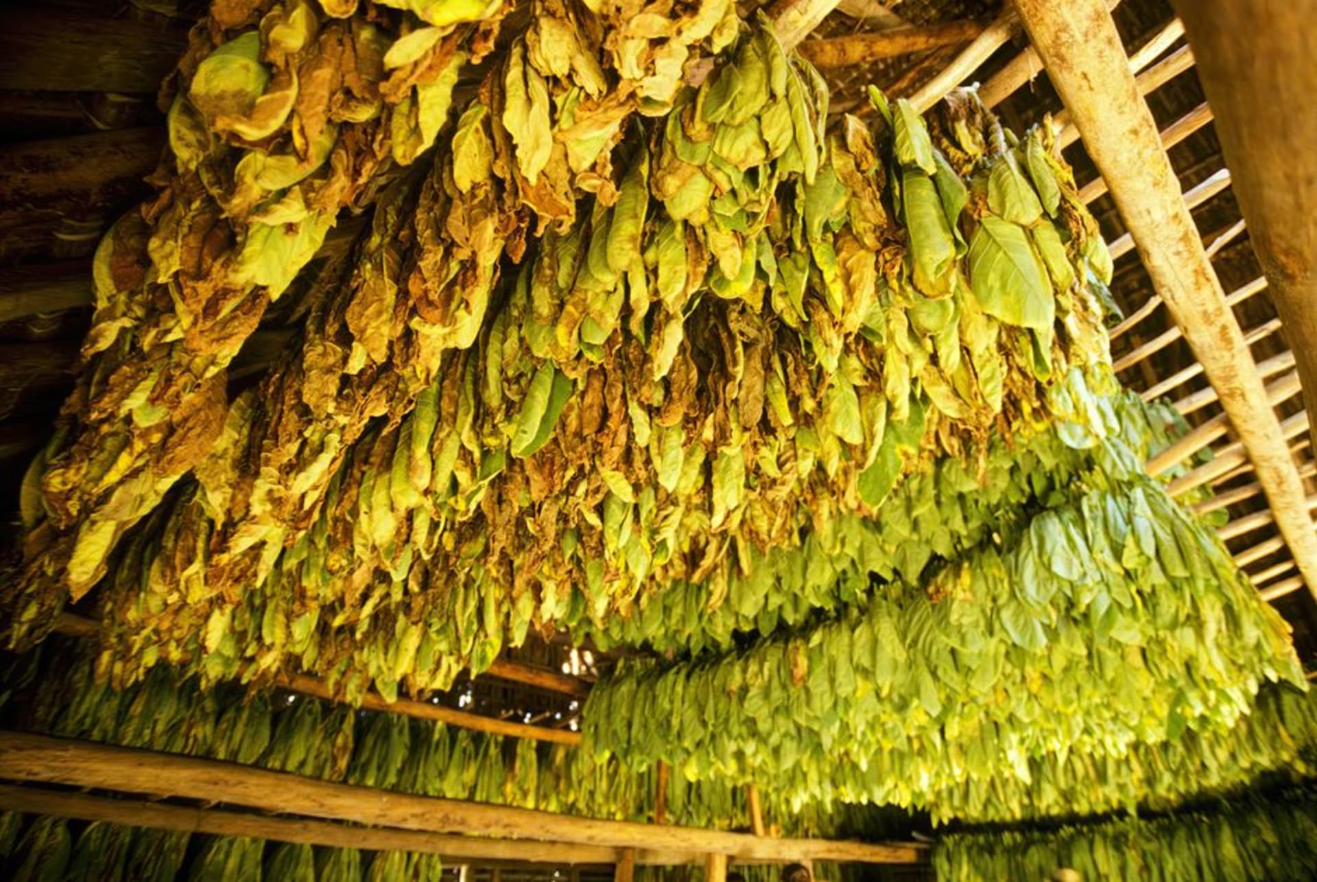 Hileras de hojas de tabaco secándose en un galpón de curado de madera cerca de Estelí, con luz cálida de la tarde entrando entre las tablillas