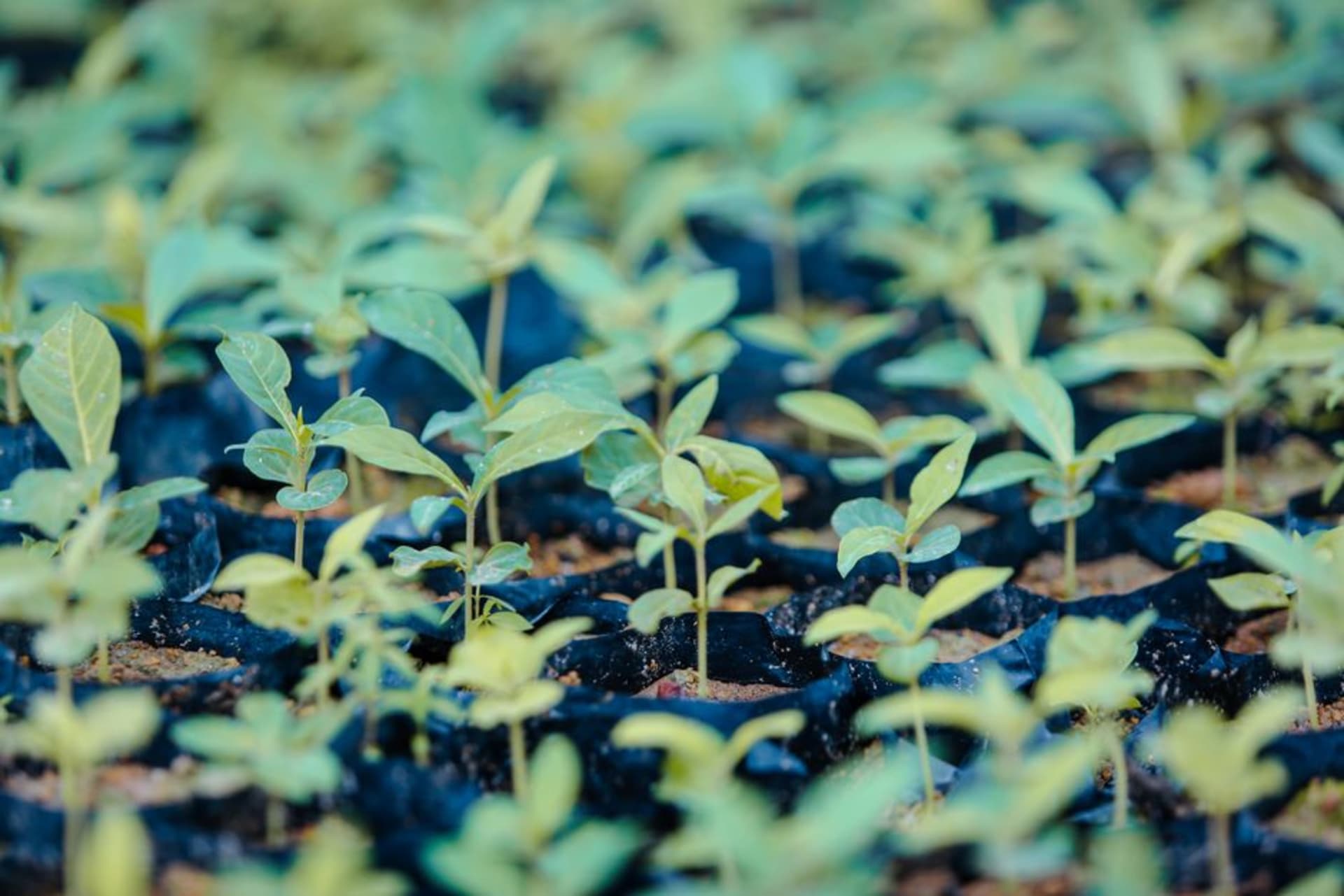 Rangées de plantes fleuries en pot devant une pépinière à La Concepción