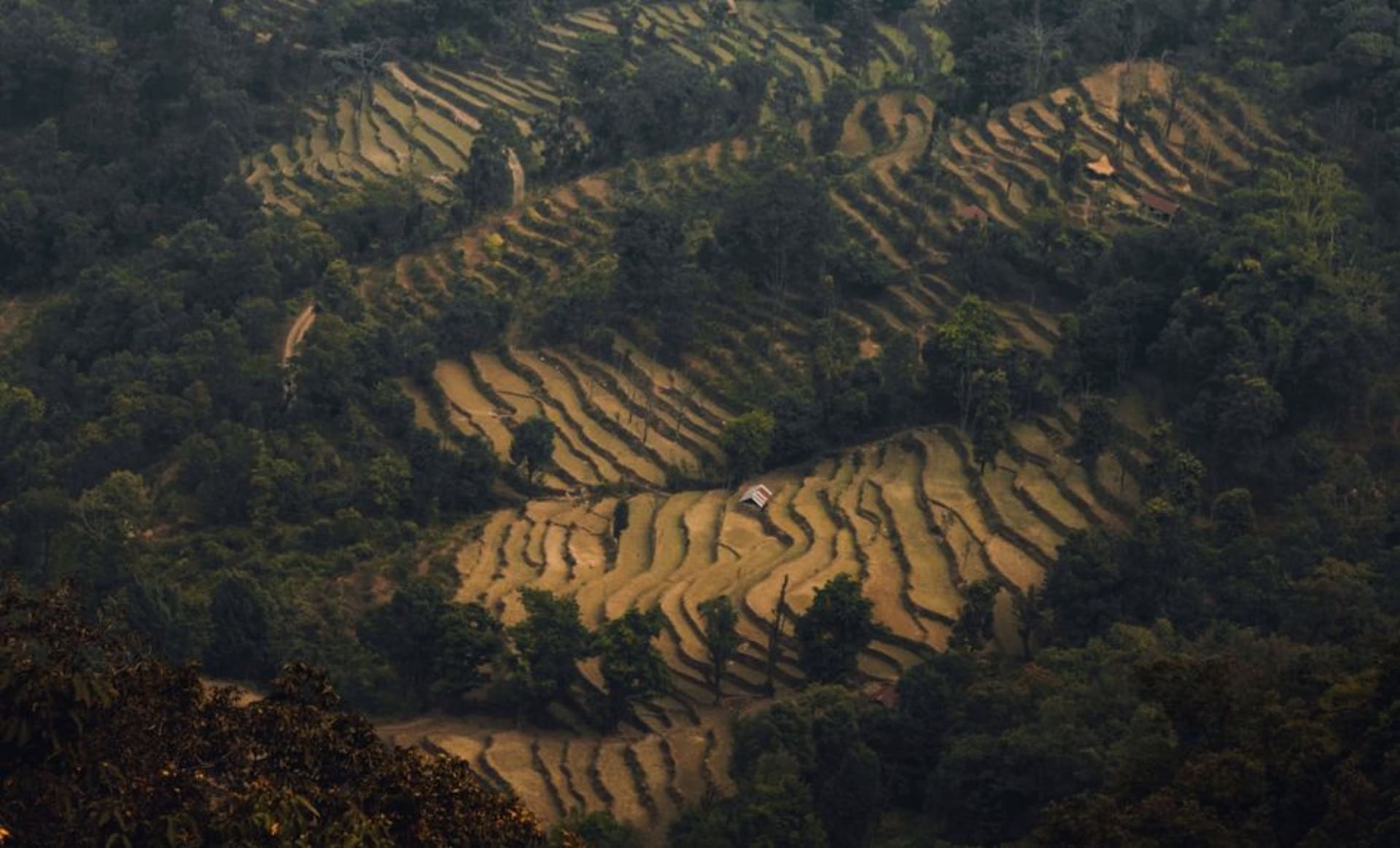 Rangées de cultures tempérées sur les terrasses de la station du Royal Project à Doi Ang Khang, montagnes ondulant vers le Myanmar en arrière-plan