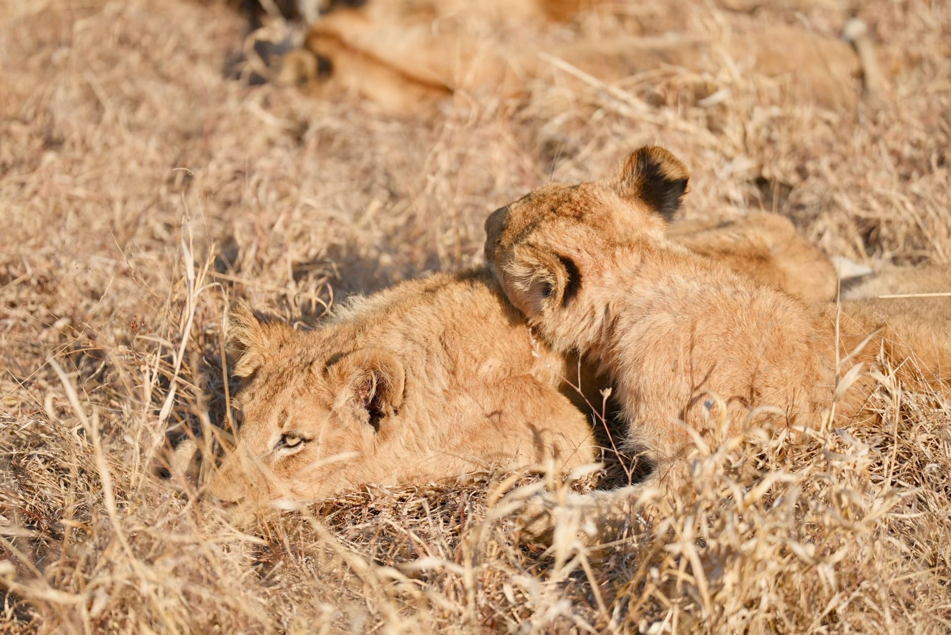 A pride of lions wading through shallow floodwater on the Duba Plains in the northern Okavango Delta at golden light