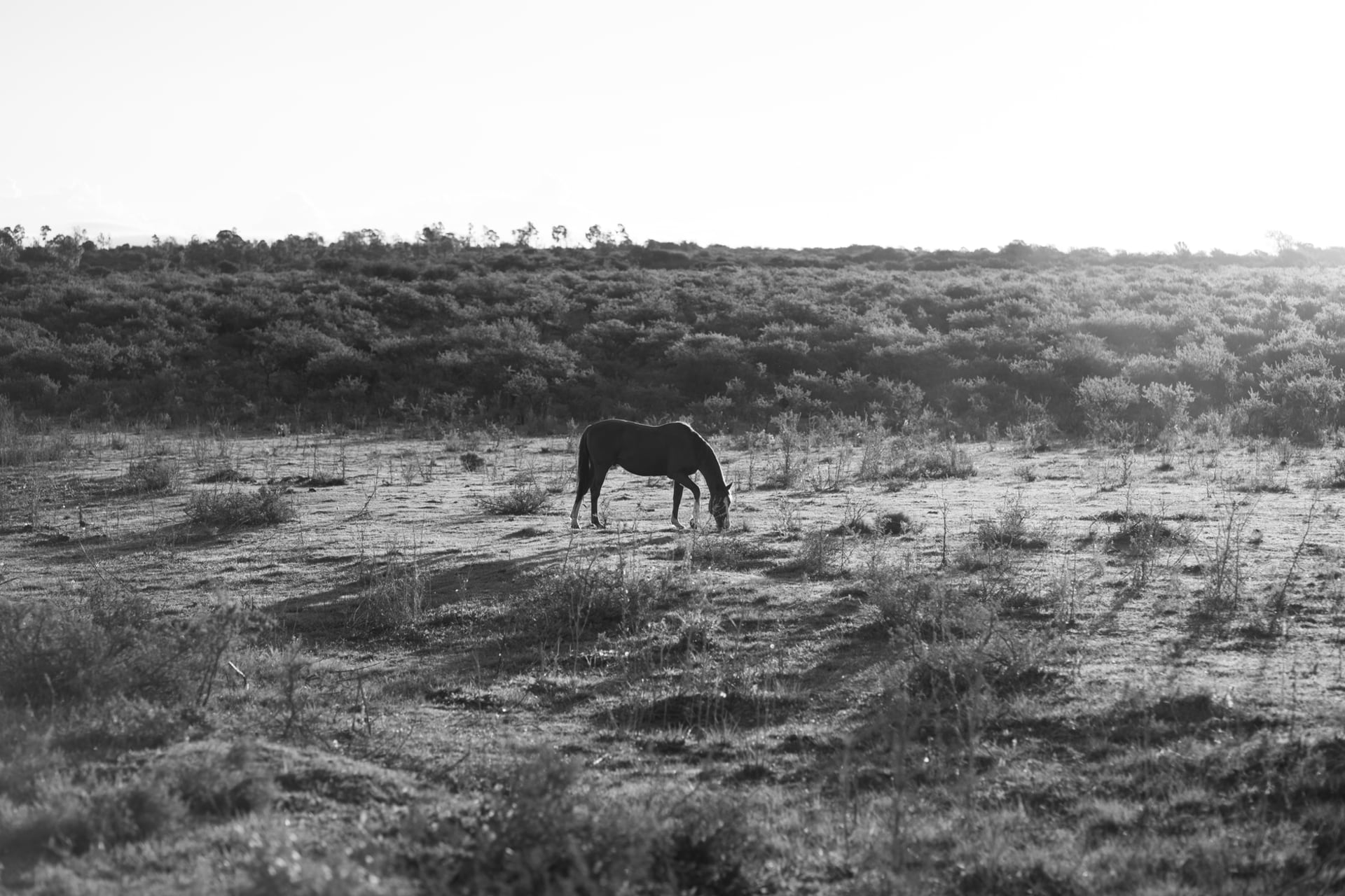 A lone horse grazing in the vast, open Córdoba pampas under a pale sky