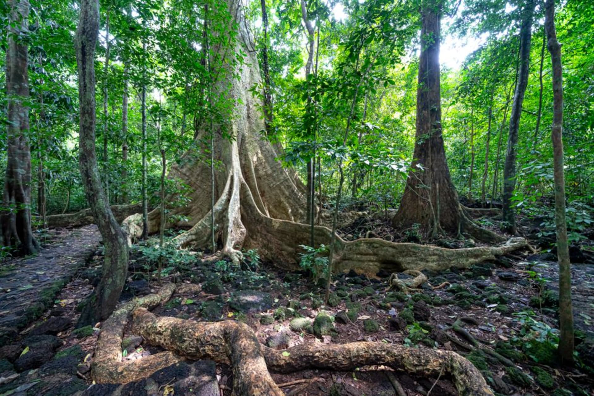 Dense, unbroken rainforest canopy stretching to the horizon in Darién National Park, Panama's largest protected wilderness.