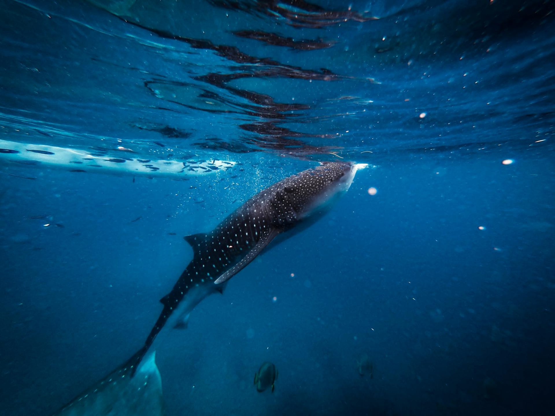 A snorkeler floats above a massive whale shark in the blue-green shallows of Donsol Bay, Bicol, the fish's white-spotted back rising like a submerged continent toward the surface.