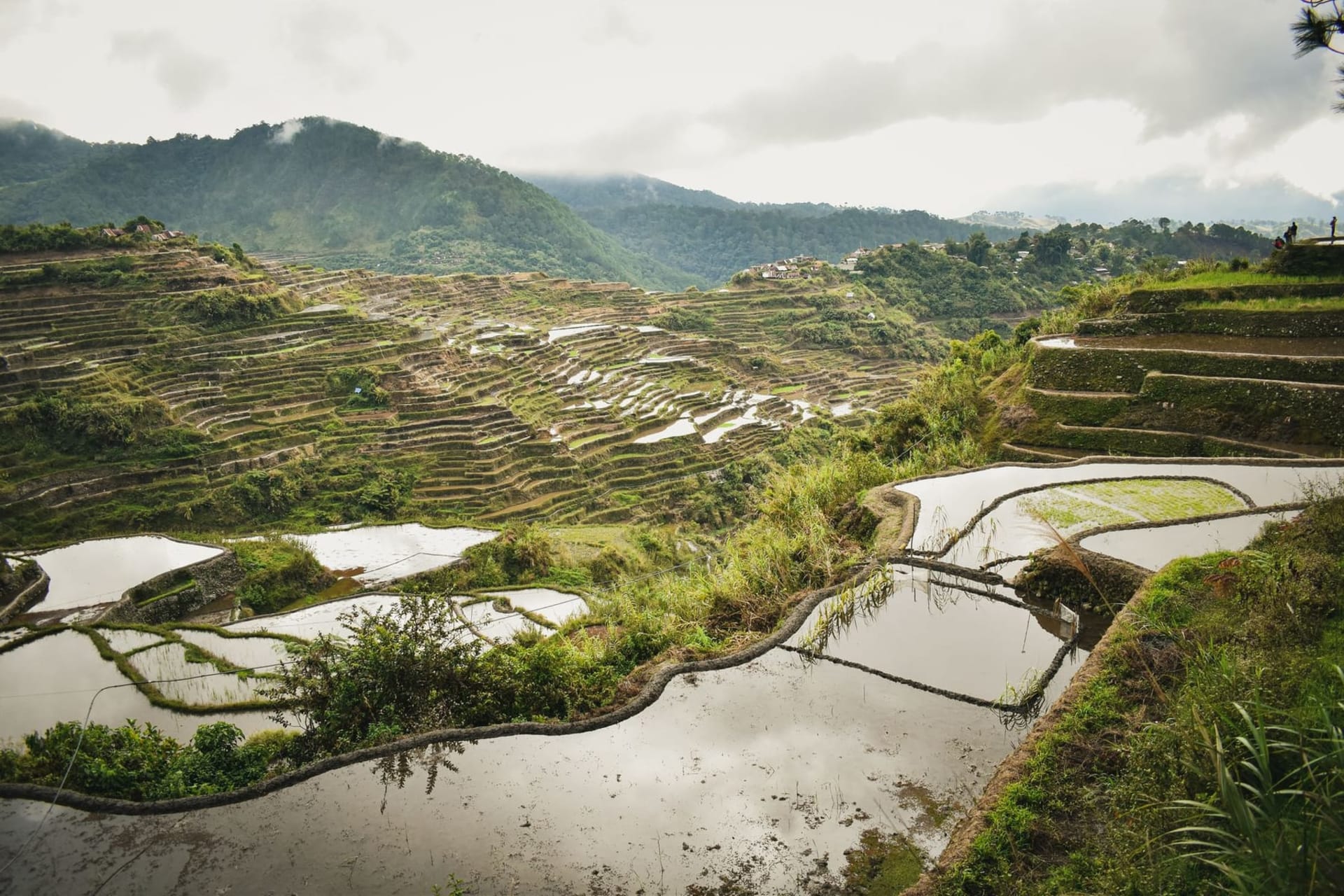 A sweeping aerial view of Batad's amphitheater-shaped rice terraces, layered in bright green tiers descending toward a small village, with forested mountains rising behind