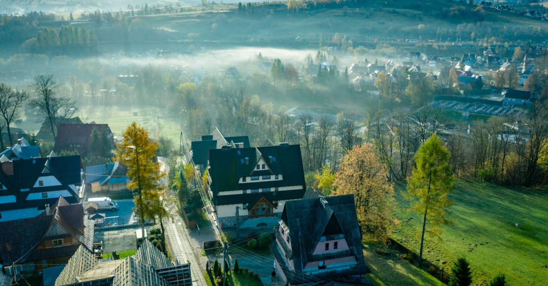 A European bison standing in the ancient Białowieża Forest among towering oak trees