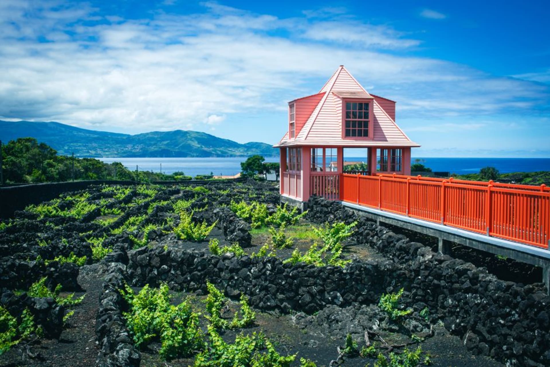 Pico volcano rising above stone-walled lava vineyards near the coast, with clouds wrapping the summit