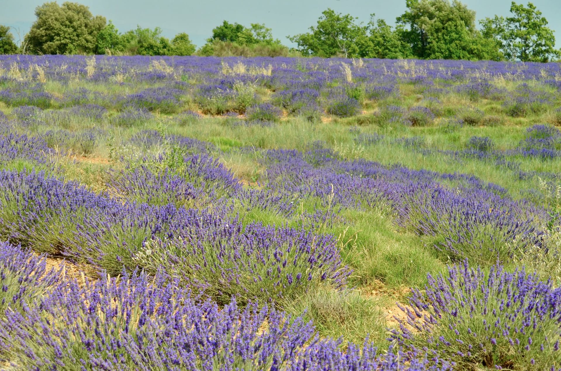 Vast lavender fields in full purple bloom stretching toward the hills near Apt in the Luberon, Provence