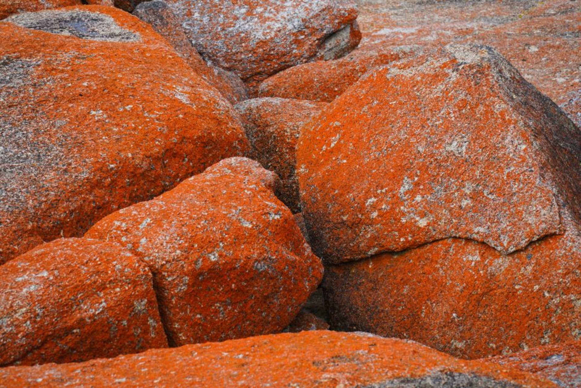 Rows of vines in the Granite Belt near Stanthorpe with weathered granite boulders scattered across the hillside