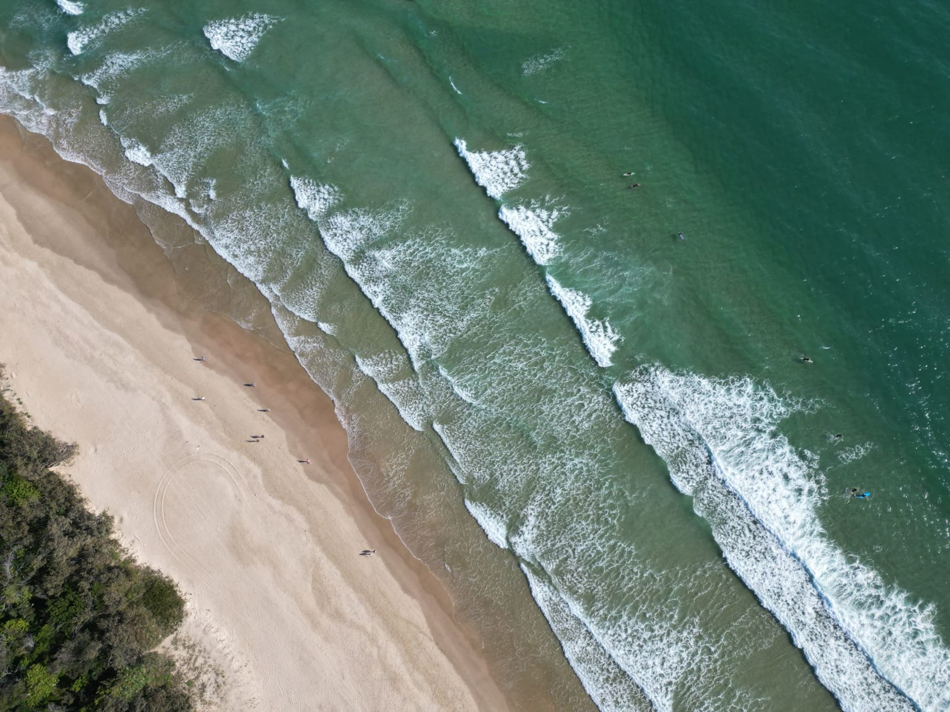 The Noosa National Park coastal headland, eucalyptus trees overhanging the cliff above a deep blue Pacific cove