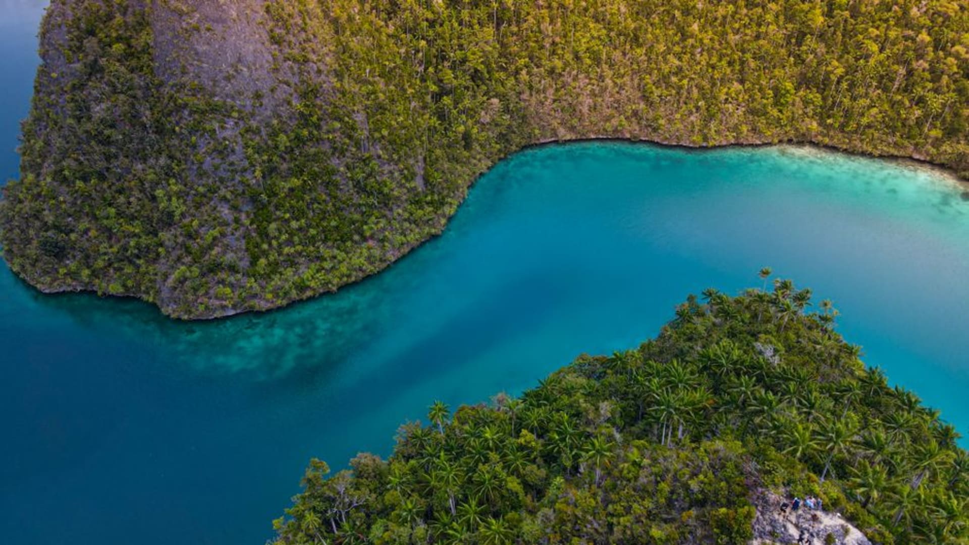 Dense lowland rainforest canopy of Salawati Island stretching toward the coastline