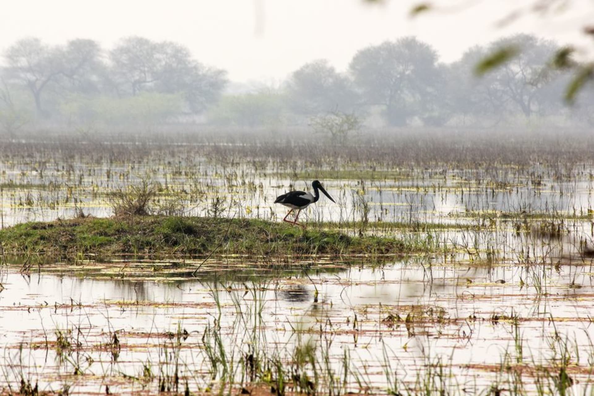 Humedales neblinosos del Parque Nacional Keoladeo al amanecer con aves alzando el vuelo