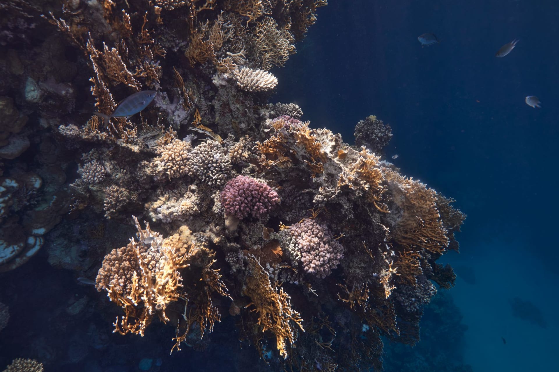 Vibrant coral reef teeming with tropical fish in the crystal-clear waters of Marsa Alam, Egypt