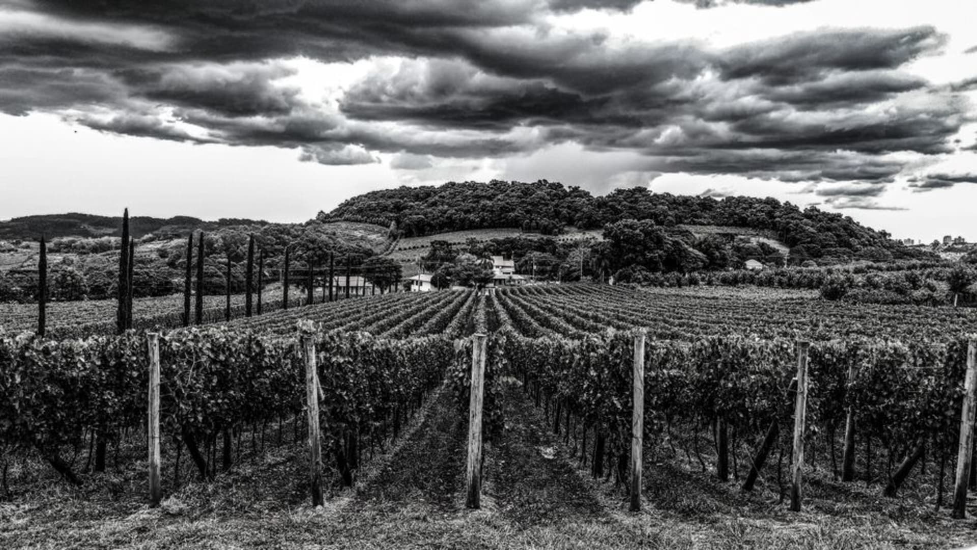 Rolling vineyard rows in Vale dos Vinhedos under soft afternoon light