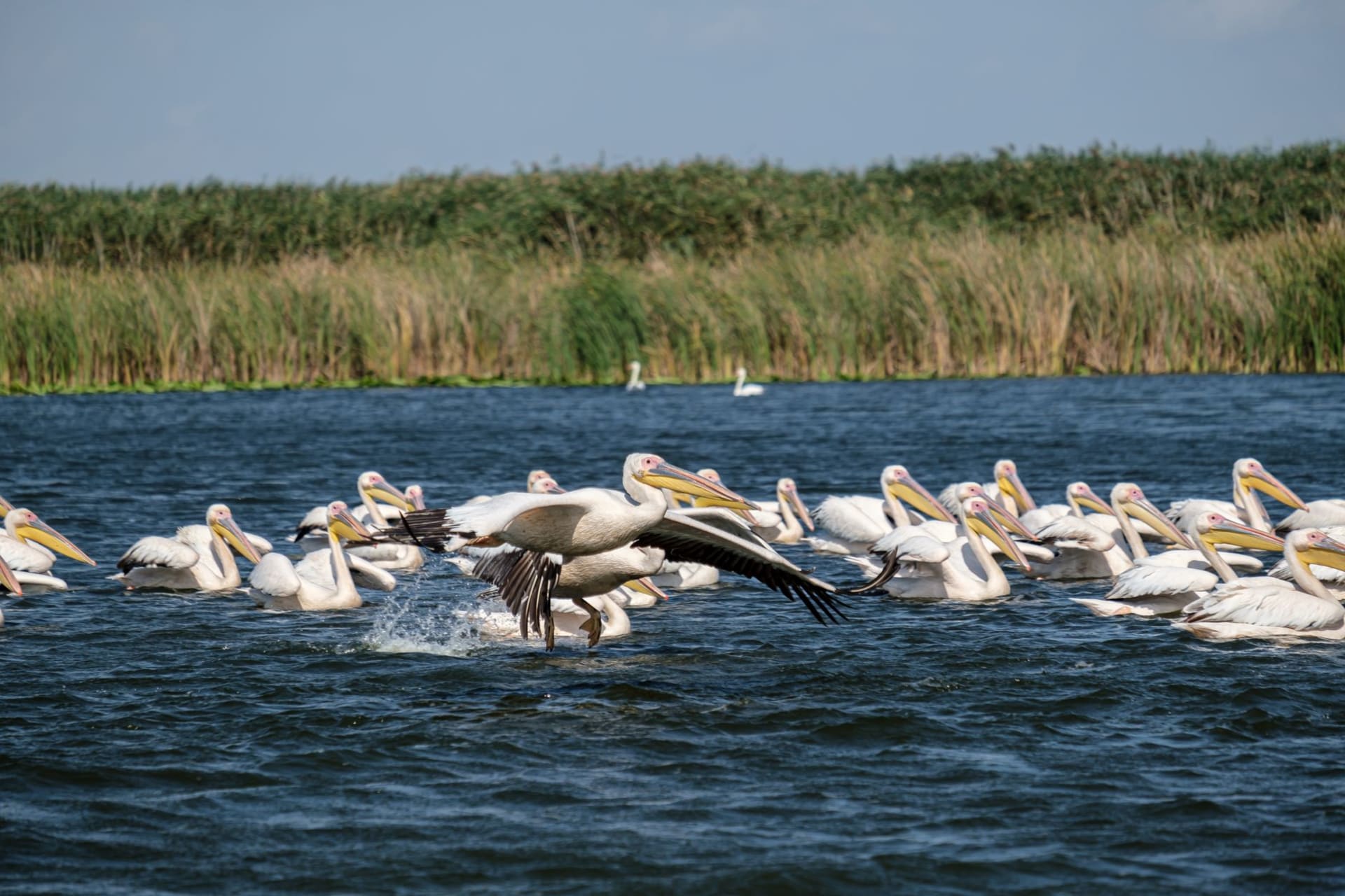 A wide wooden boat drifting through narrow reed-lined channels of the Danube Delta at golden hour, white pelicans lifting off the glassy water in the background