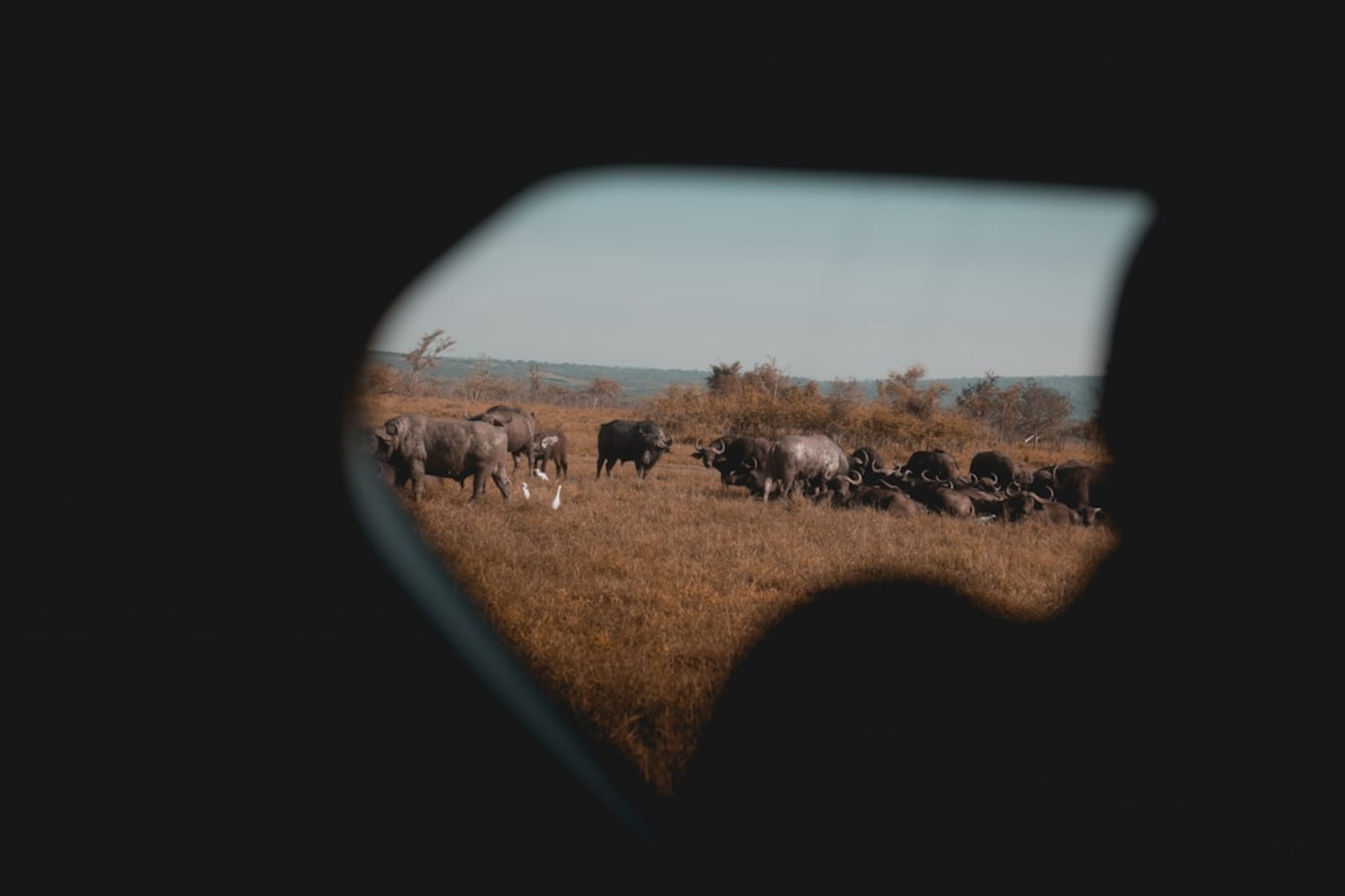 A pride of lions resting in golden savanna grass at Akagera National Park at sunset