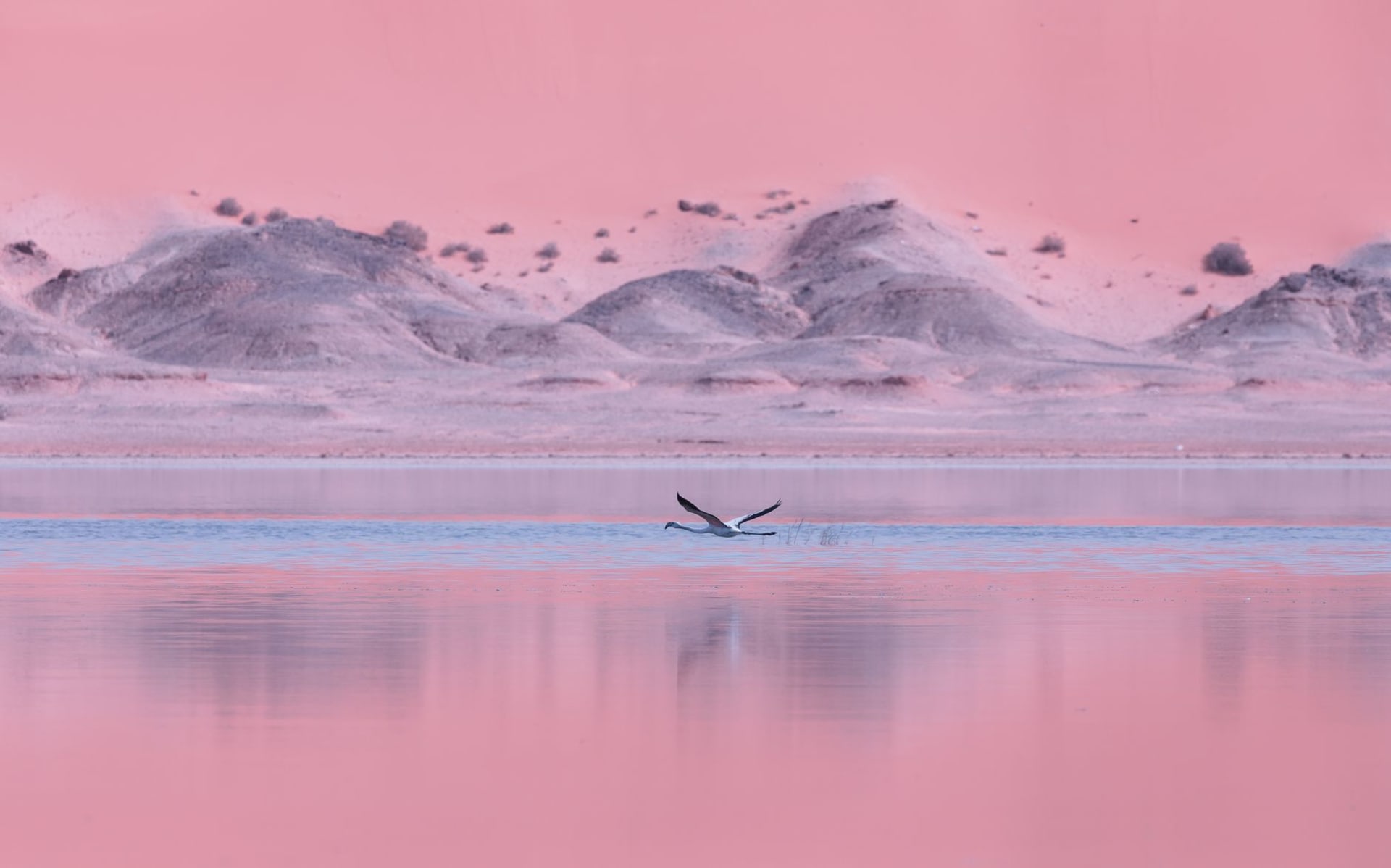 Blinding white salt flats of Chott el Jerid stretching to the horizon under a deep saturated blue Tunisian sky