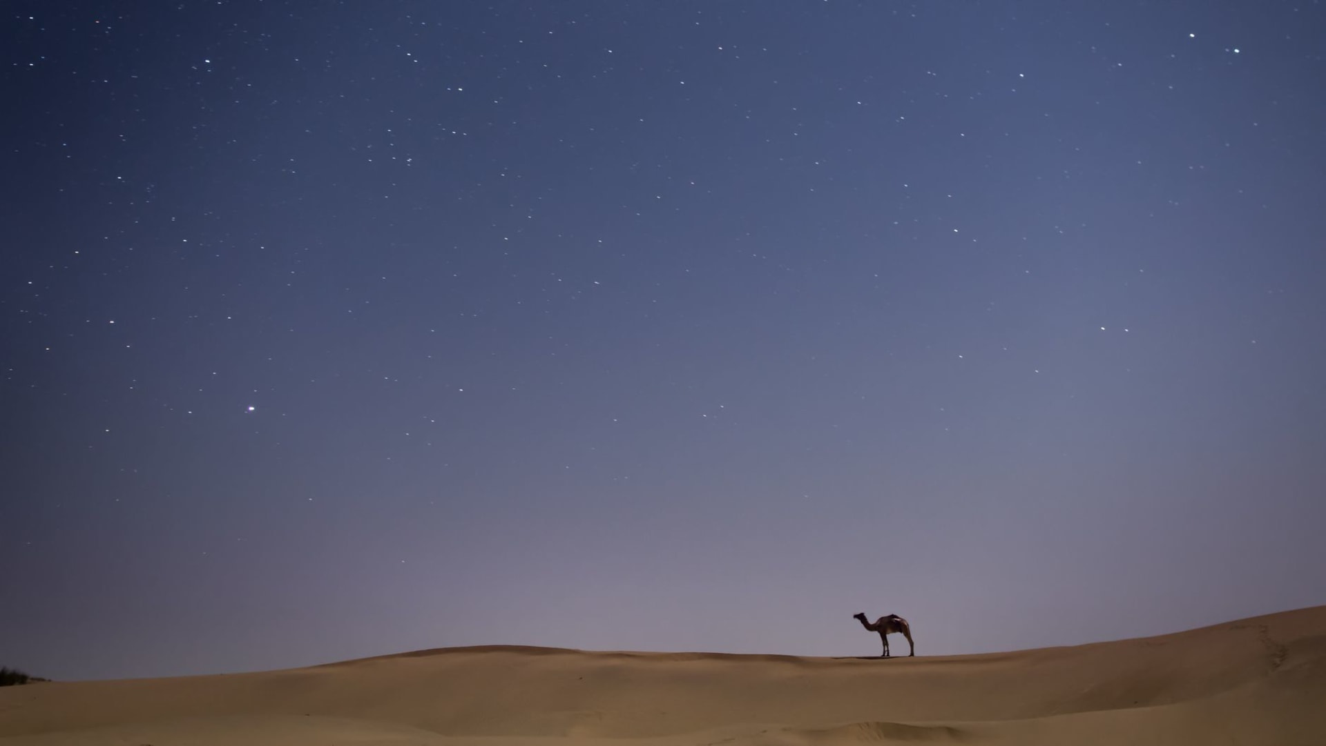 Camel silhouette against a vast starry night sky in the desert