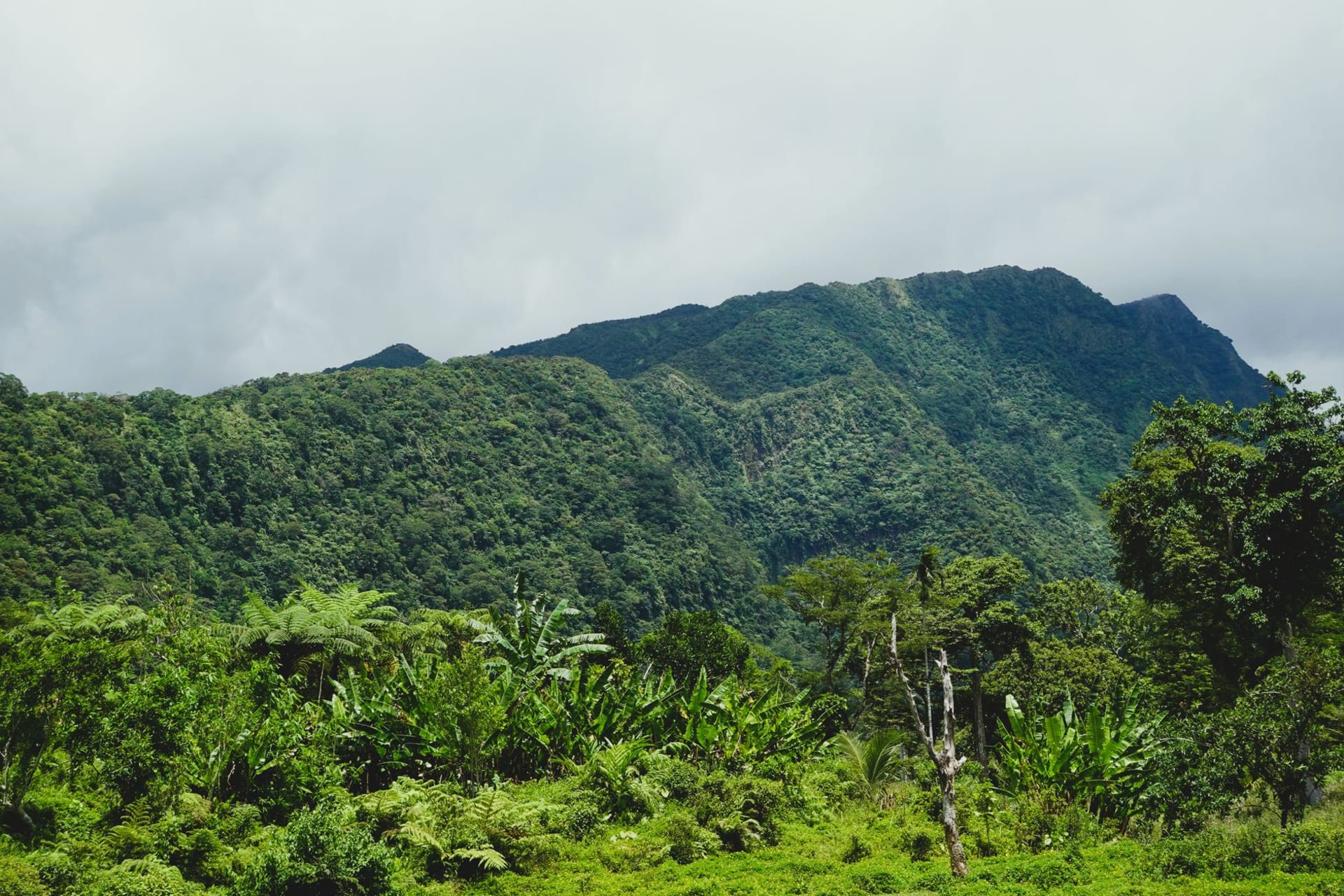 The green volcanic peak of Mount Liamuiga rising above sugarcane fields with clouds drifting at the summit