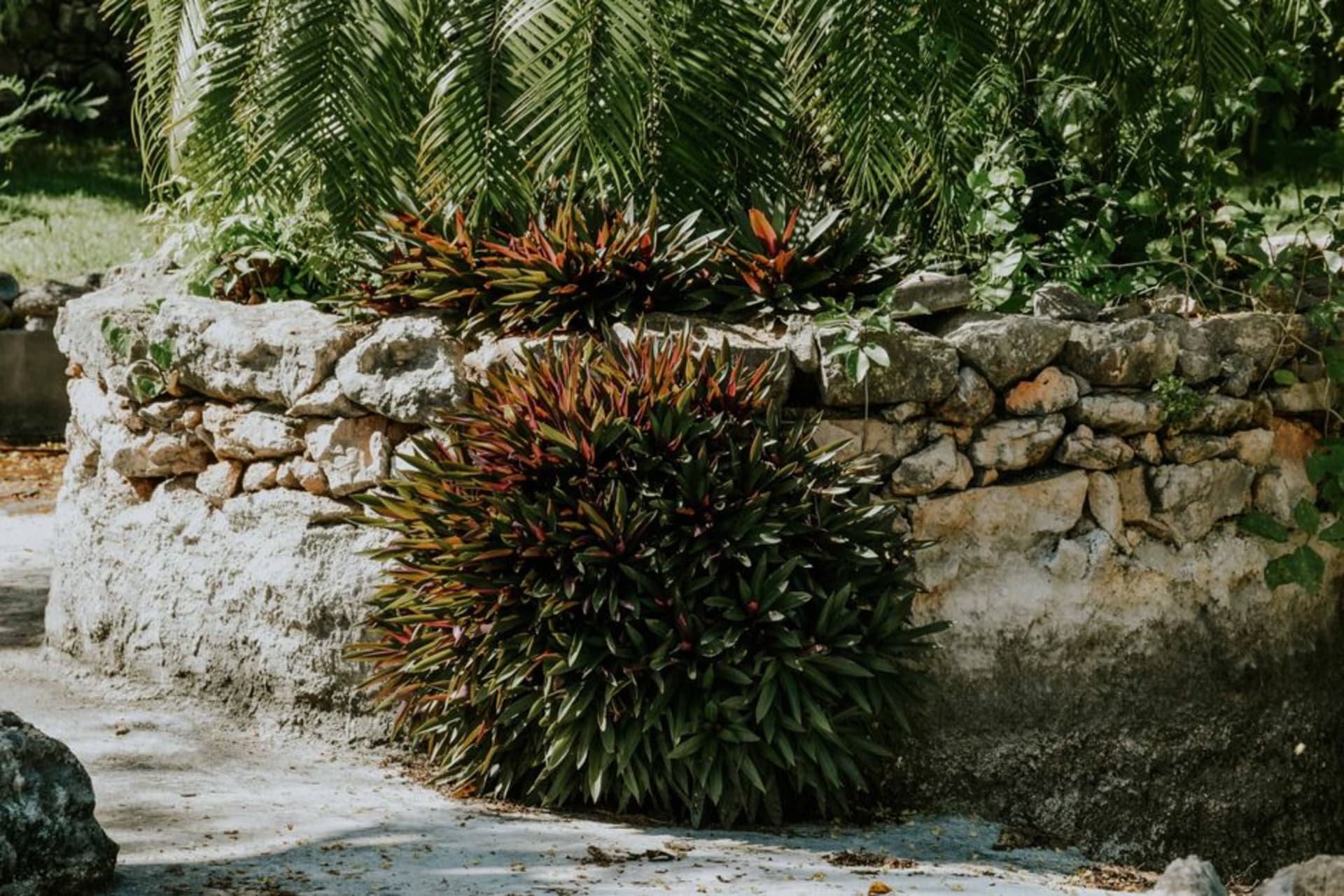 A shaded path through the Kingstown Botanical Gardens lined with tall tropical trees and dense green undergrowth