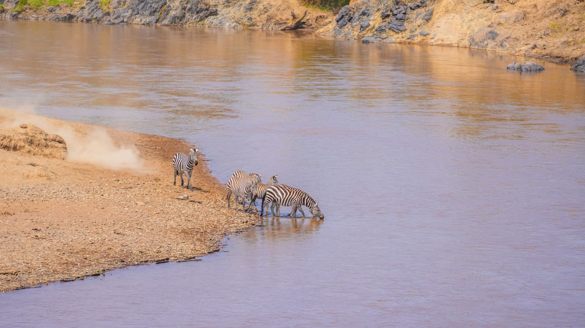 Thousands of wildebeest plunging into the Mara River during the great migration crossing, northern Serengeti