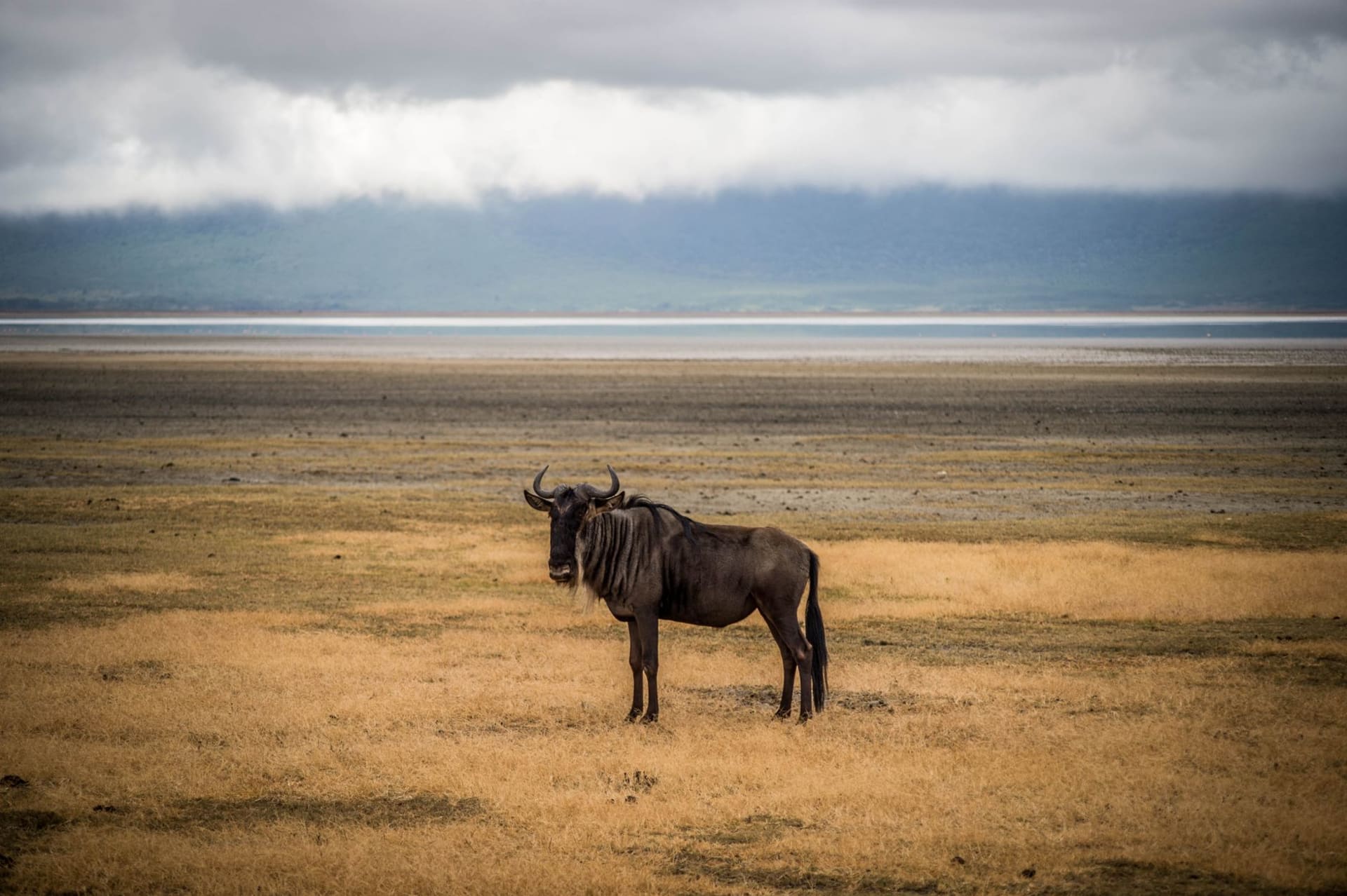 A newborn wildebeest calf taking its first steps on the Ndutu plains, its mother watching, the southern Serengeti at dawn