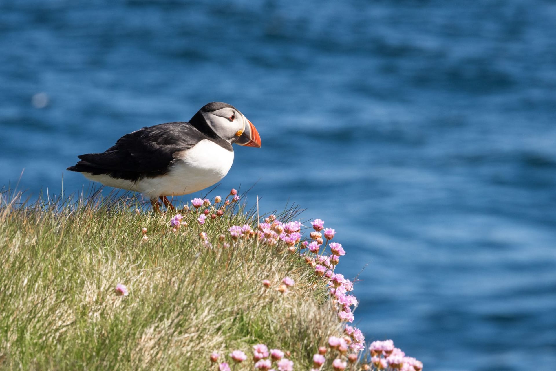 The towering Noup of Noss sandstone cliffs covered in nesting gannets, guillemots and kittiwakes, the North Sea visible at the base