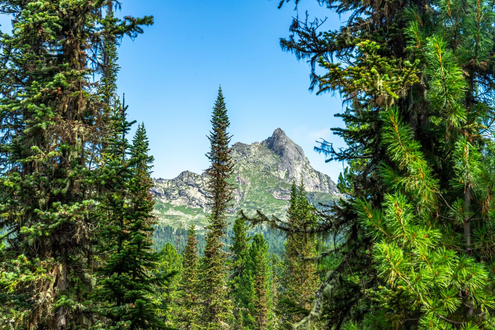 Vast Siberian taiga forest stretching to snow-capped mountains under an open blue sky