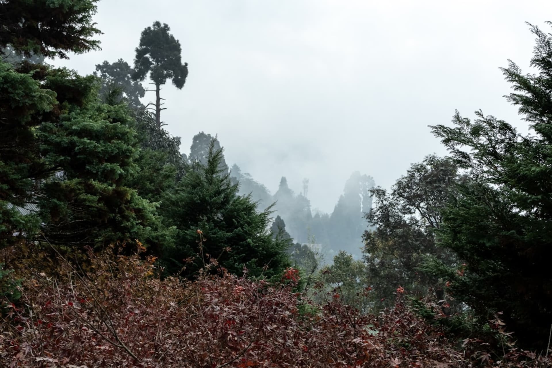 The gilded Ten Thousand Buddha Summit pavilion at Emei Shan rising above a churning sea of cloud at dawn, prayer flags catching the wind