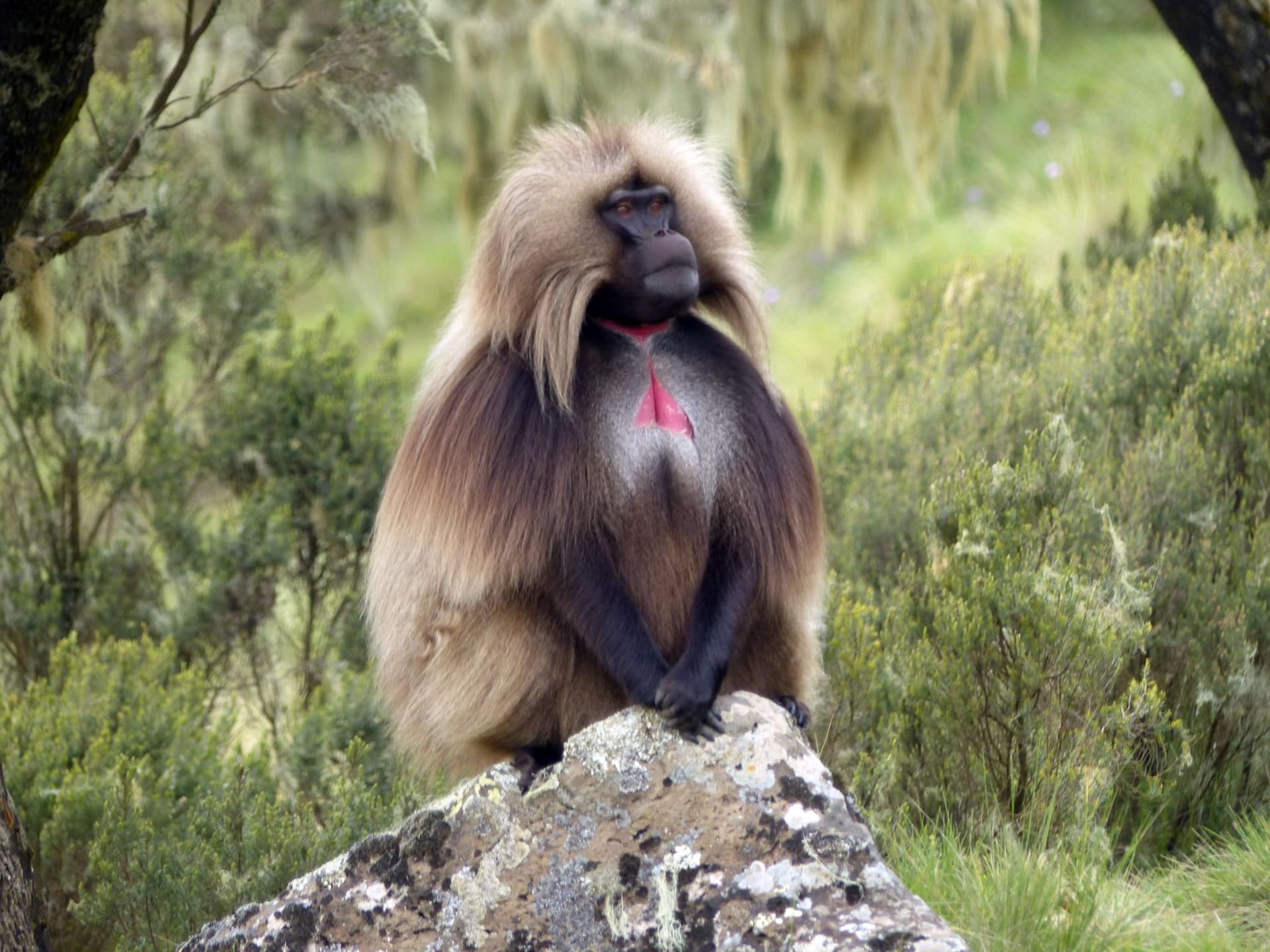 A lone gelada baboon sits against the vast green Ethiopian highland landscape, its thick mane catching the morning light