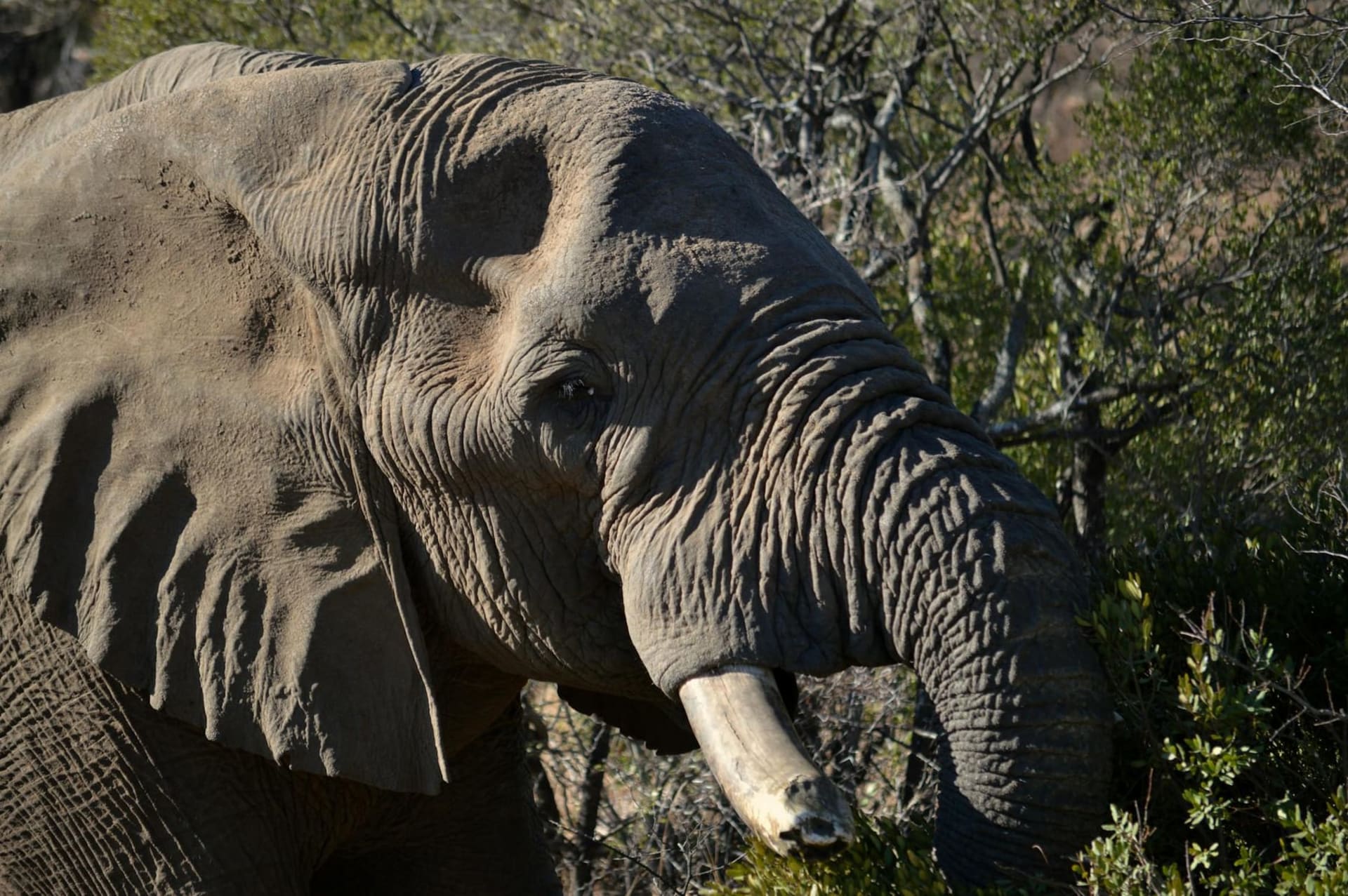 A large herd of African elephants moving through dense Eastern Cape thornbush at golden hour, dust rising around their feet as the largest bulls lead the way through the scrub