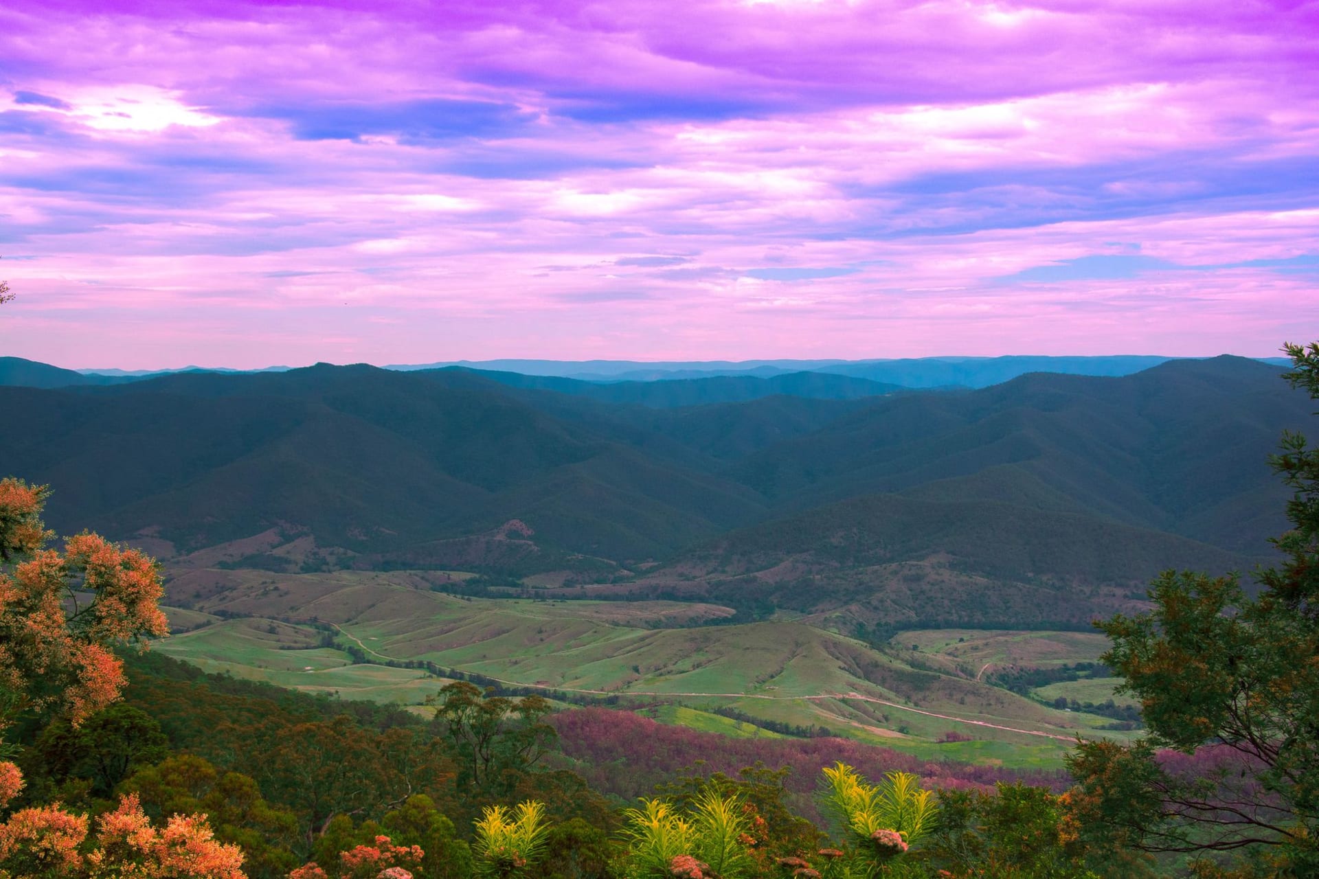 Ancient gnarled Shiraz vines in red Barossa soil at dusk, ochre earth glowing against a violet sky