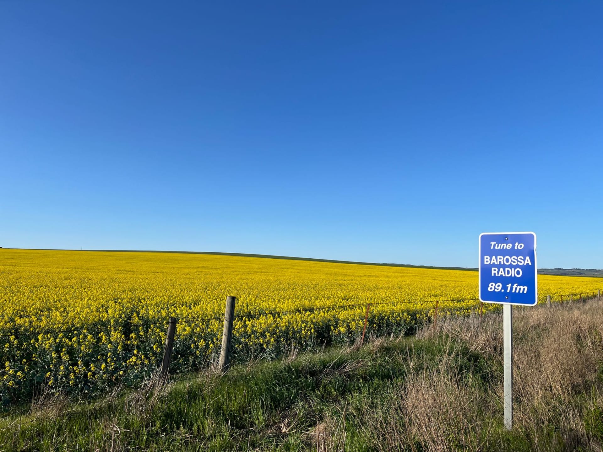 Bright yellow canola field stretching across Barossa Valley under a wide open blue sky